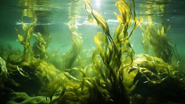 морские водоросли